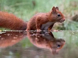 Sciurus Vulgaris Species Prints: Red squirrel, Sciurus vulgaris