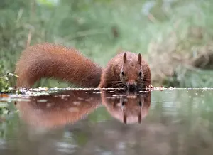 Sciurus Vulgaris Habitat Prints: Red squirrel, Sciurus vulgaris
