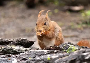 Sciurus Vulgaris Habitat Prints: Red Squirrel, Sciurus vulgaris