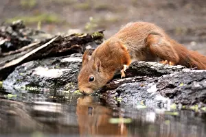 Sciurus Vulgaris Species Prints: Red Squirrel, Sciurus vulgaris