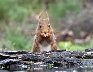 Images Dated 1st May 2018: Red Squirrel Print