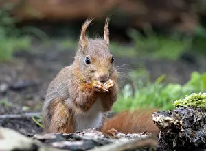 European Red Squirrel Habitat Prints: Red Squirrel, Sciurus vulgaris