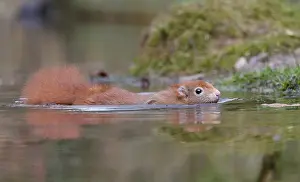 Sciurus Vulgaris Prints: Red squirrel, Sciurus vulgaris