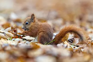 Sciurus Vulgaris Habitat Prints: Red Squirrel, Sciurus vulgaris