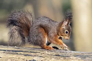 Sciurus Vulgaris Species Prints: Red Squirrel, Sciurus vulgaris