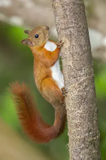 Red-tailed Squirrel Print (Sciurus granatensis) at Minca, Colombia