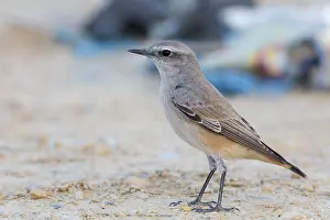 Passeriformes Bird Species Prints: Red-tailed Wheatear