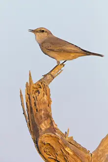 Passeriformes Birds Prints: Red-tailed Wheatear