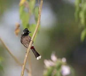 Asian Songbird Images Prints: Red-vented Bulbul, Pycnonotus cafer