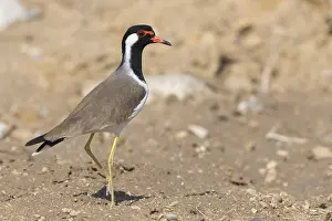Red Wattled Lapwing Prints: Red-wattled Lapwing