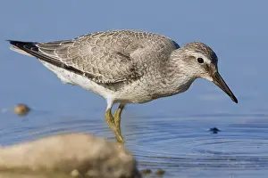 Red Knot Print, Juvenile Red Knot Standing in Water