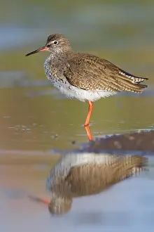 Redshank Bird Prints: Redshank