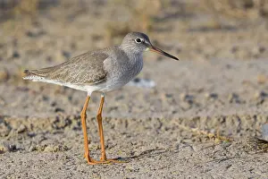Charadriiformes Nature Images Prints: Redshank