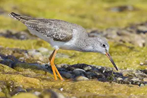 Scolopacidae Family Birds Prints: Redshank