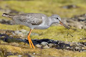Scolopacidae Family Birds Prints: Redshank