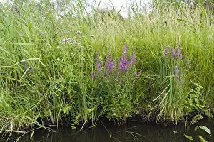 Summer Flowers Europe Prints: Reedbed in bloom