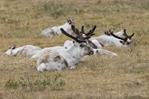 Rangifer Tarandus Prints: Reindeer