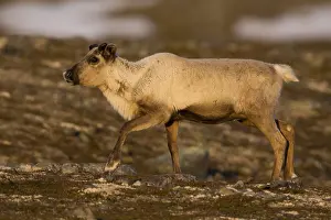 Tundra Landscape Prints: Reindeer