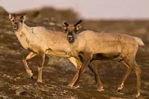 Tundra Landscape Prints: Reindeer
