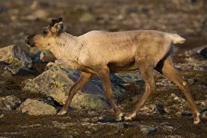 Tundra Landscape Prints: Reindeer