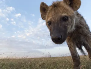 Kenya Animals Prints: A remote camera captures a spotted hyena