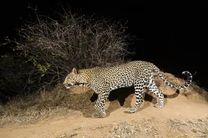 Predator Animal Behavior Prints: A remote camera trap captures a leopard