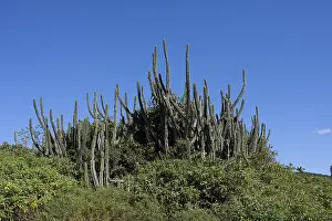 South America Landscape Prints: Restinga