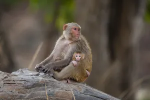 Wildlife In India Prints: A Rhesus macaque monkey, Macaca mulatta