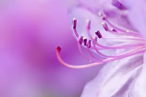 Rhododendron Close Up Prints: Rhododendron