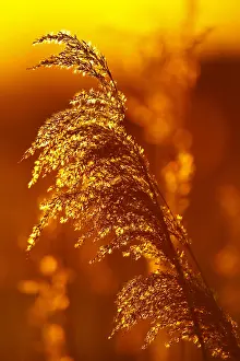 Phragmites Australis Prints: riet; reed;