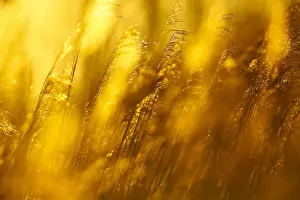 Phragmites Australis Prints: riet; reed;