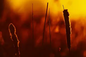 Phragmites Australis Prints: riet; reed;