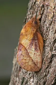 Euthrix potatoria Print