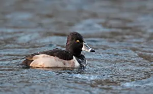 Male Bird Prints: Ring-necked Duck