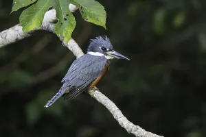 Agami Print of Ringed Kingfisher