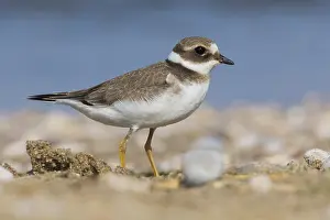 September Prints: Ringed Plover Print, juvenile bird on ground