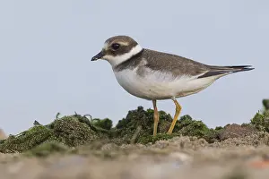 Charadrius Hiaticula Prints: Ringed Plover