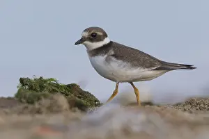 Charadriidae Family Birds Prints: Ringed Plover