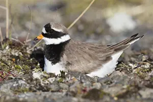 Daytime Bird Photography Tips Prints: Ringed Plover