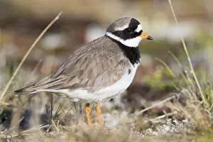 Images Dated 27th May 2017: Ringed Plover Print: Female on Nest