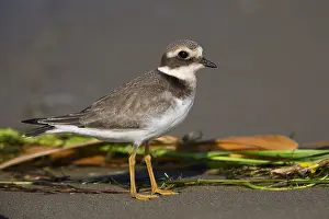 Shorebird Images Prints: Ringed Plover