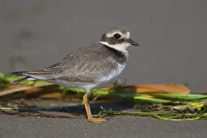 Wader Bird Species Prints: Ringed Plover