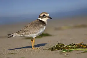 European Waders Prints: Ringed Plover