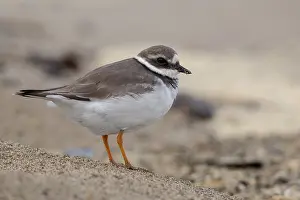 Shorebird Species Prints: Ringed Plover