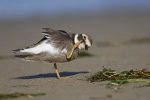 Wader Bird Species Prints: Ringed Plover