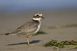 Juvenile Bird Species Prints: Ringed Plover