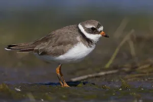Charadriiformes Family Prints: Ringed Plover, Charadrius dubius