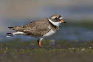 Charadriiformes Order Prints: Ringed Plover, Charadrius dubius