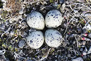 Charadriidae Family Birds Prints: Ringed Plover Eggs