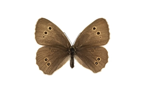 Aphantopus Hyperantus Prints: Ringlet, Aphantopus hyperantus